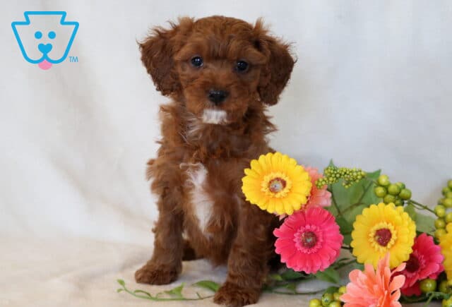 Oliver Cavapoo image