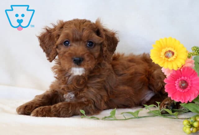 Oliver Cavapoo2 image