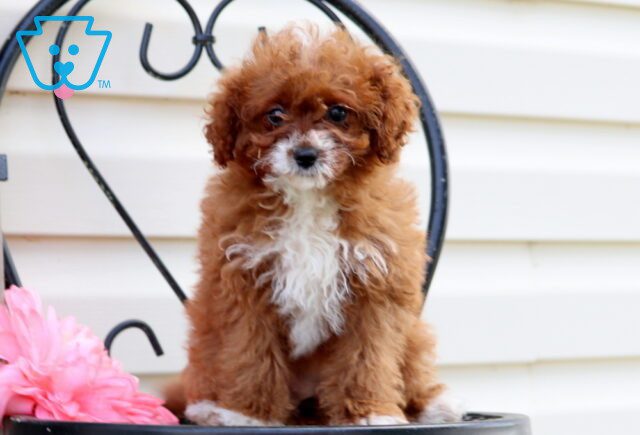 Olivia Cavapoo 1-001