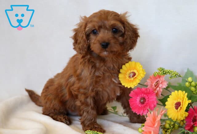 Olivia Cavapoo image
