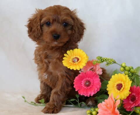 Olivia Cavapoo2