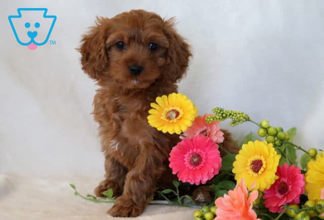 Olivia Cavapoo2 image
