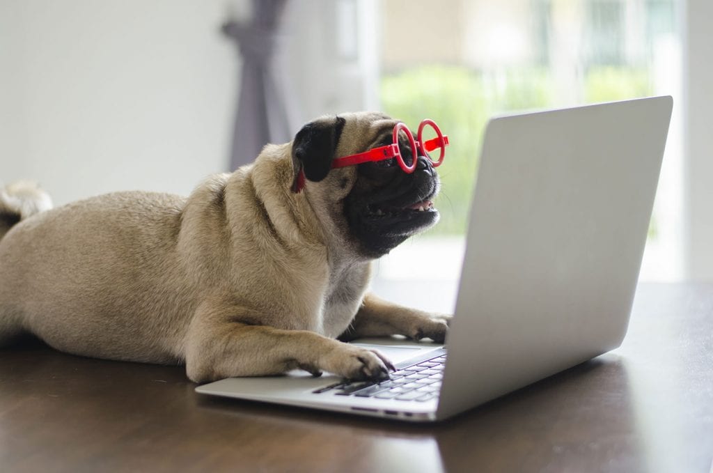 Pug buying things online