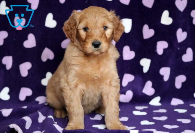 Orlando Goldendoodle image