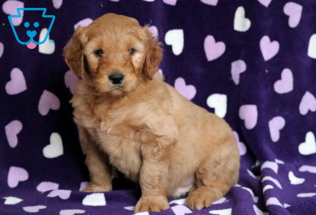 Orlando Goldendoodle2 image