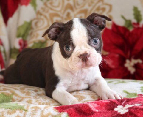 Otis Boston