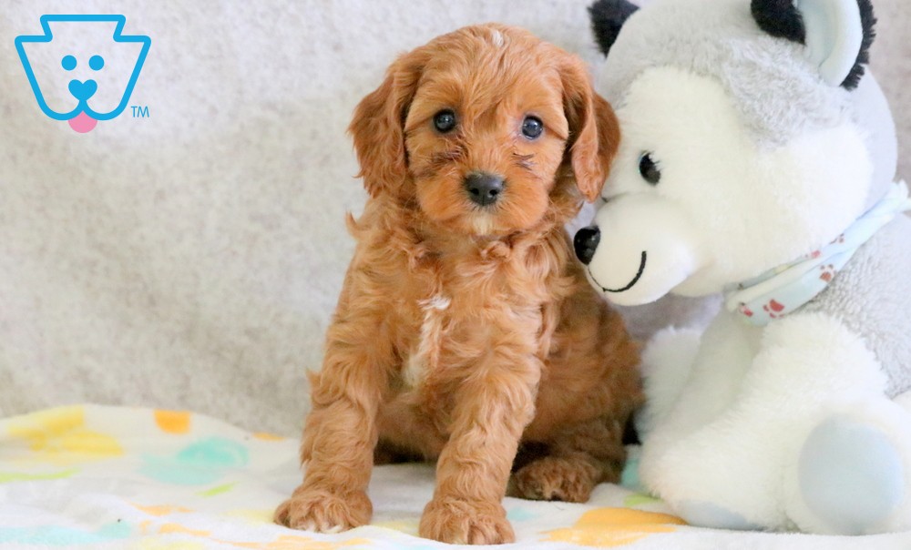 Cute support dogs for depression 