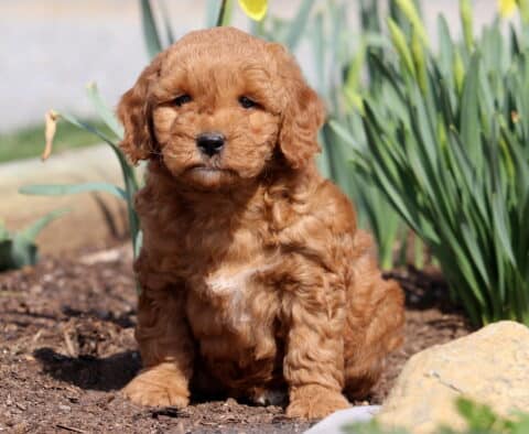 Paddy Mini Goldendoodle
