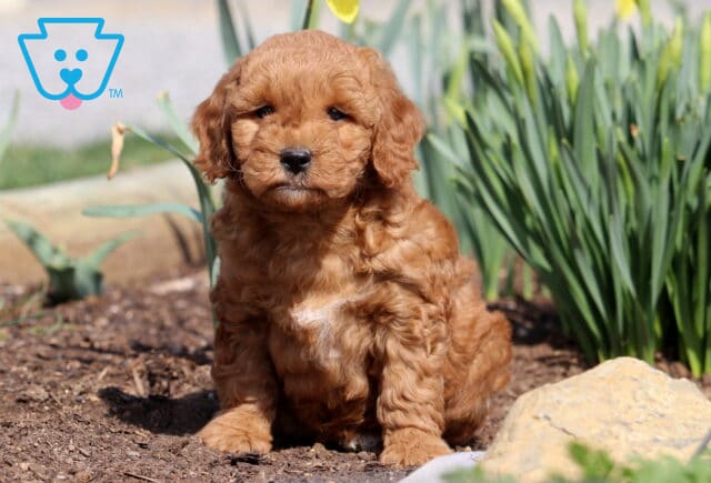 Paddy Mini Goldendoodle image