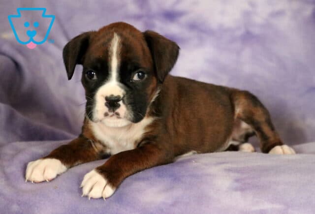 Paige Boxer2 image