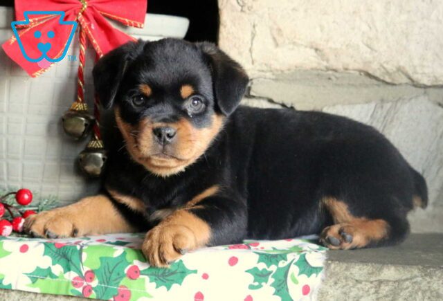 Paige Mini Rottie image