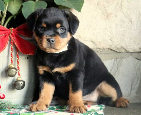 Paige Mini Rottie2