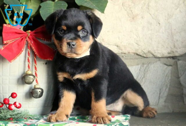 Paige Mini Rottie2 image