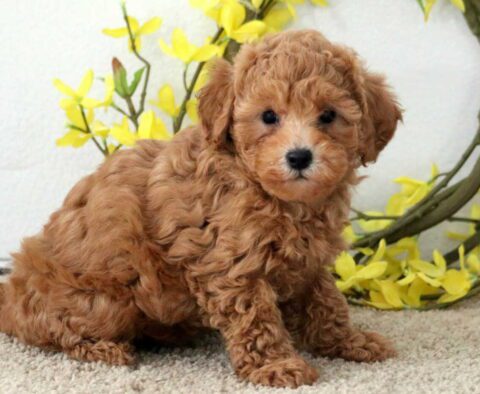 Paige Poodle Mix
