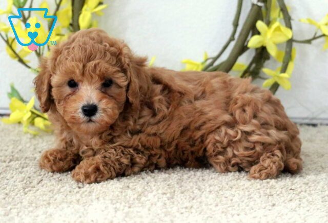 Paige Poodle Mix2 image