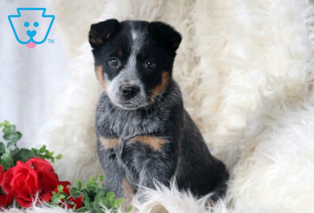 Paisley Blue Heeler