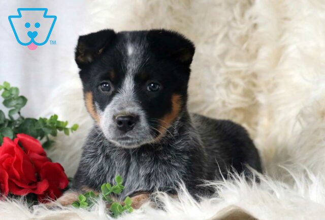 Paisley Blue Heeler2