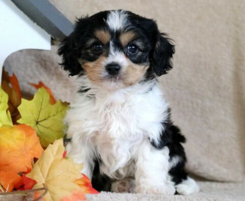Pal Cavachon