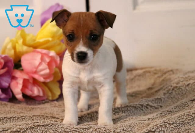 Pal Jack Russel image