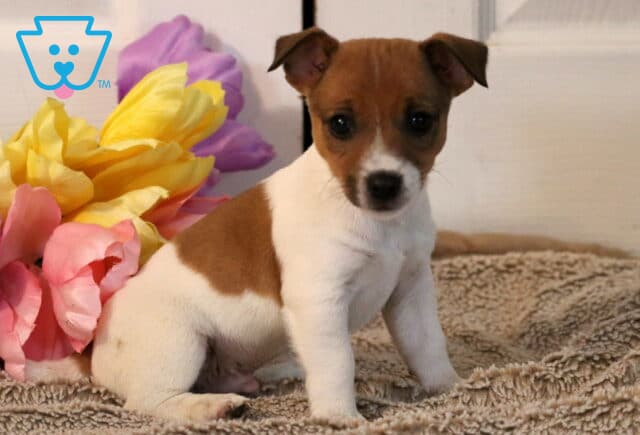 Pal Jack Russel2 image