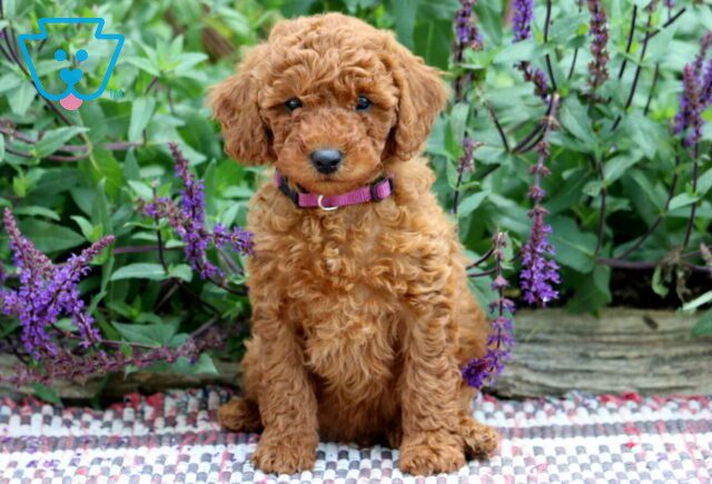 Pal Mini Poodle2