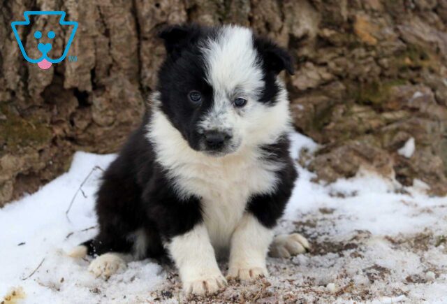 Pam Border Collie image
