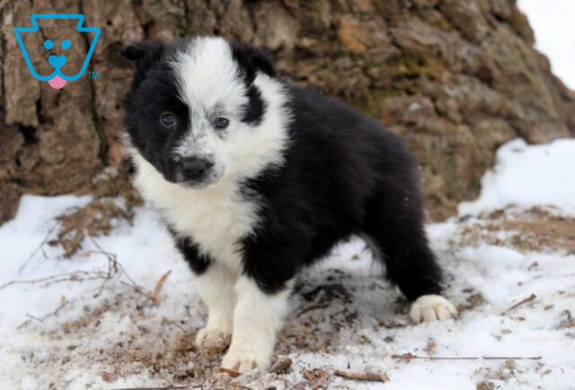Pam Border Collie2 image