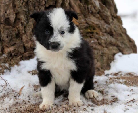 Pam Border Collie3
