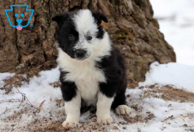 Pam Border Collie3 image