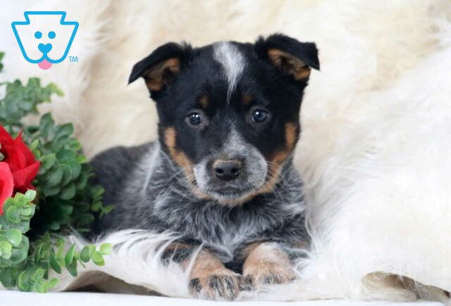 Panda Blue Heeler