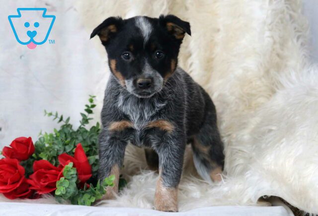 Panda Blue Heeler2