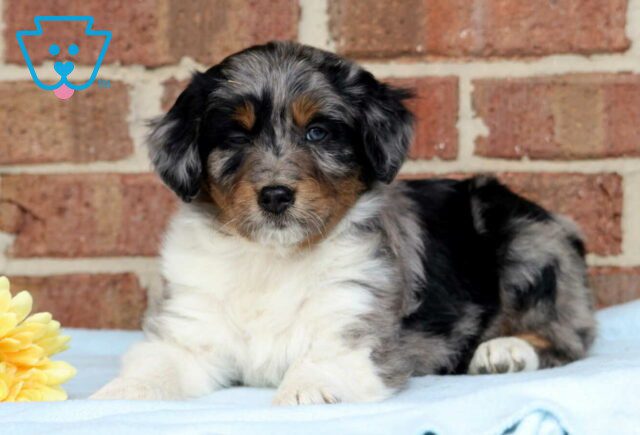 Panda Mini Aussiedoodle