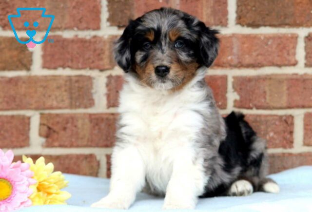 Panda Mini Aussiedoodle2