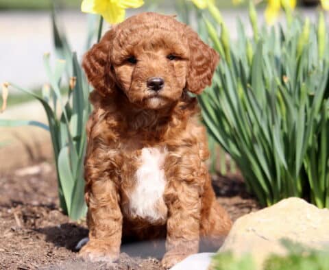 Pansy Mini Goldendoodle