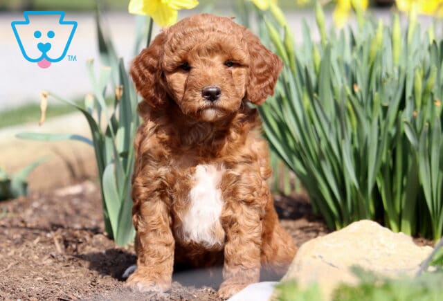 Pansy Mini Goldendoodle image