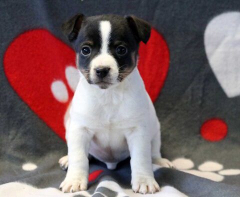 Panther Jack Russell
