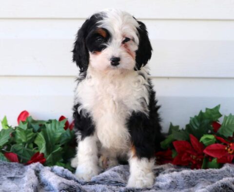 Paris Mini Bernedoodle