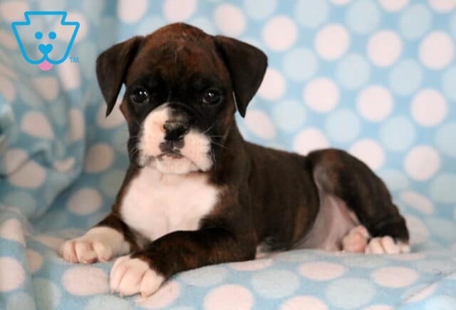 Parker Boxer image