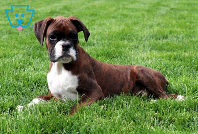 Parker Boxer Retake image