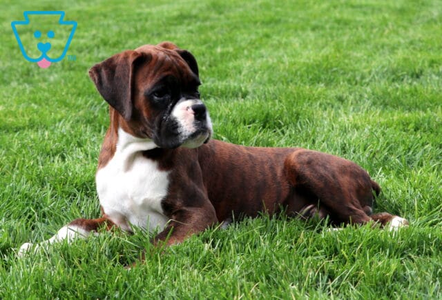 Parker Boxer Retake2 image