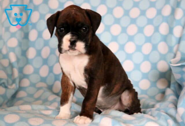 Parker Boxer2 image