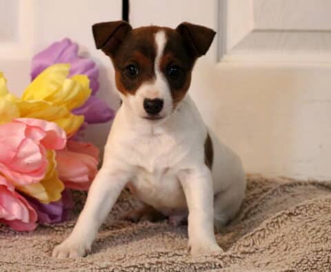 Parker Jack Russell