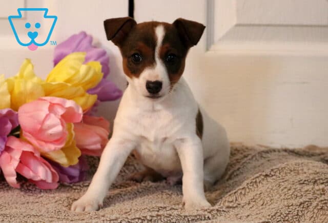 Parker Jack Russell image