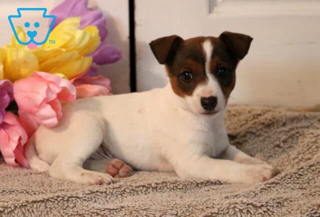 Parker Jack Russell2 image