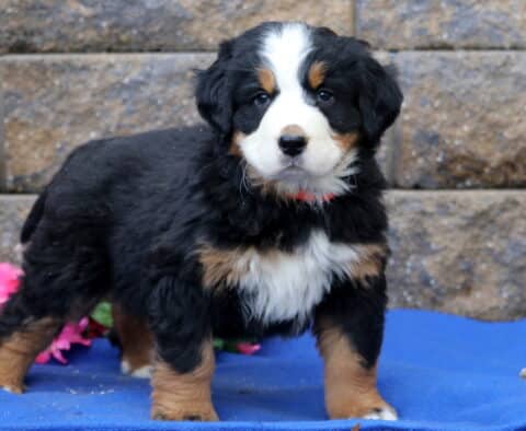 Passion Bernese
