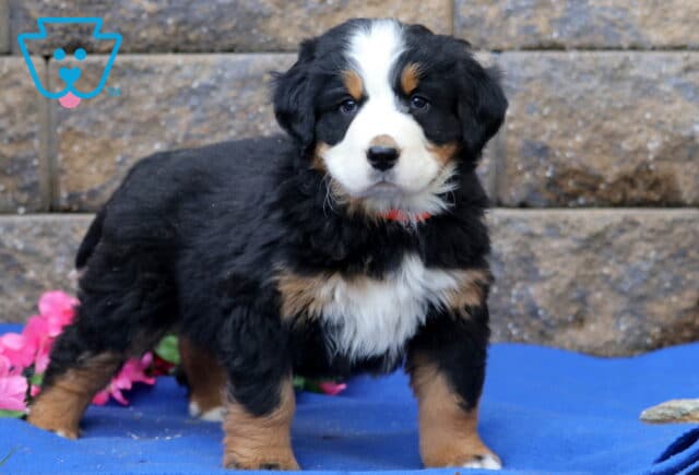 Passion Bernese image