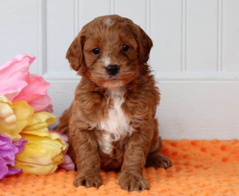 Patch Cockapoo
