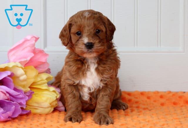 Patch Cockapoo image