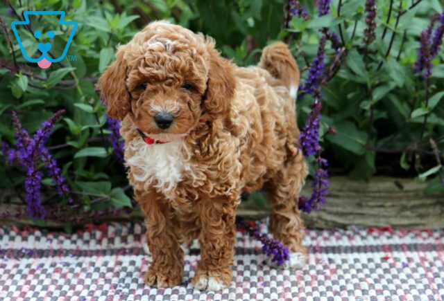 Patricia Mini Poodle2