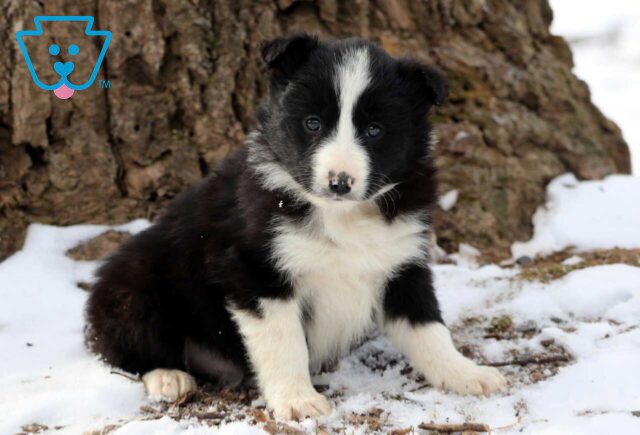 Patrick Border Collie image